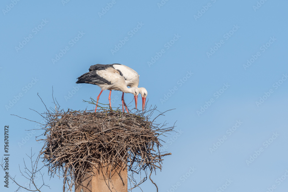 Fototapeta premium Couple of white storks in courtship display (ciconia ciconia) building their nest in spring