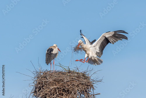 Couple of white storks in courtship display (ciconia ciconia) building their nest in spring