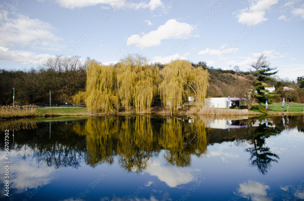 Obraz premium Big willow by the pond