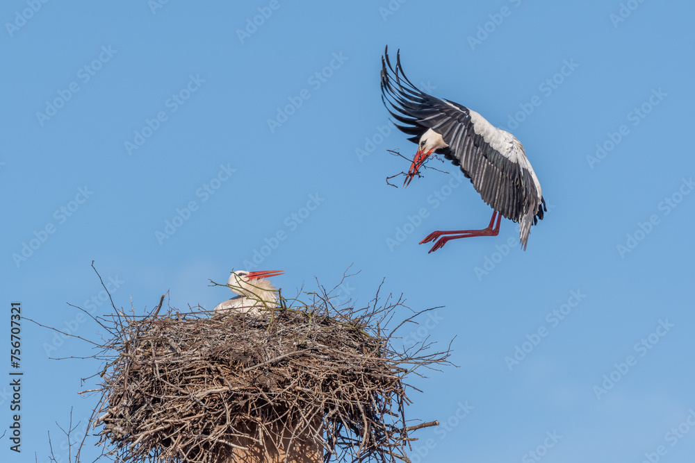 Fototapeta premium Couple of white storks in courtship display (ciconia ciconia) building their nest in spring