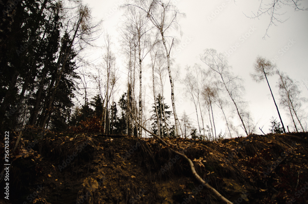 Obraz premium Tree roots and soil in the forest