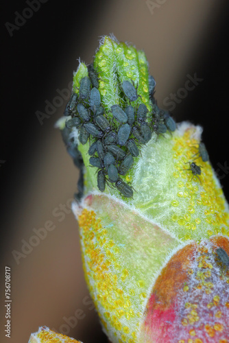 Red currant blister aphids. Cryptomyzus ribis, Aphis schneideri, Phorodon Myzus.  Eggs and young aphids hatch in the spring. photo