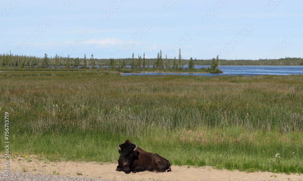 Bison resting on the side of highway