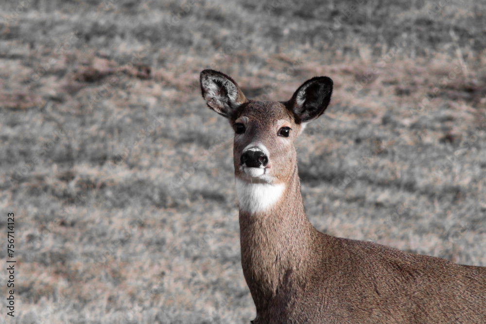 whitetail doe in a field whitetail doe in a field
