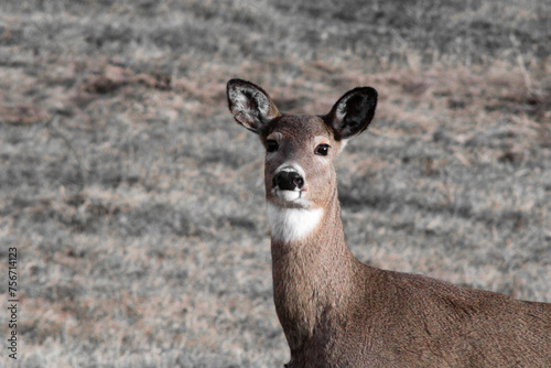 whitetail doe in a field