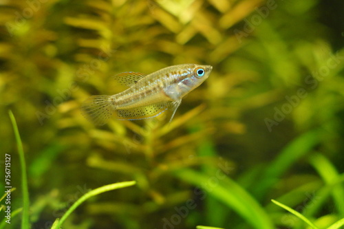 Εκτύπωση καμβά Juvenile Sparkling Gourami in Planted Aquarium