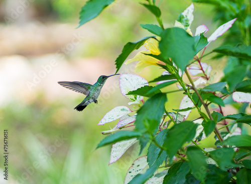 Ficheiro:Beija-flor-de-barriga-branca (Amazilia leucogaster)  O beija-flor-de-barriga-branca ou colibri-de-peito-branco-atlântico é uma espécie de ave da família Trochilidae. É encontrado do nordeste 