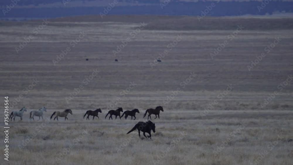 Wild horses running across the wide open desert landscape in Utah at dusk. Wild horses running across the wide open desert landscape in Utah at dusk.