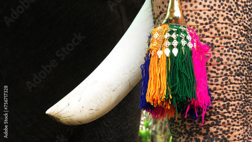 Photography Decoration of elephants participating in temple festivals in Kerala
