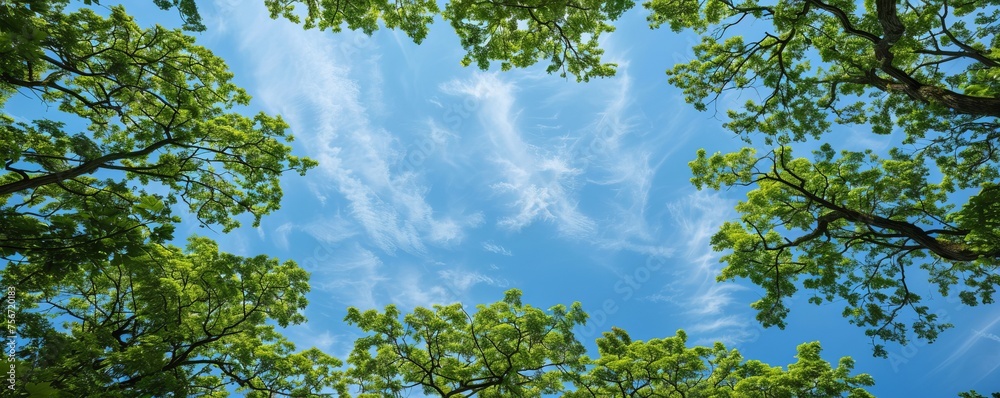 Obraz premium trees background.