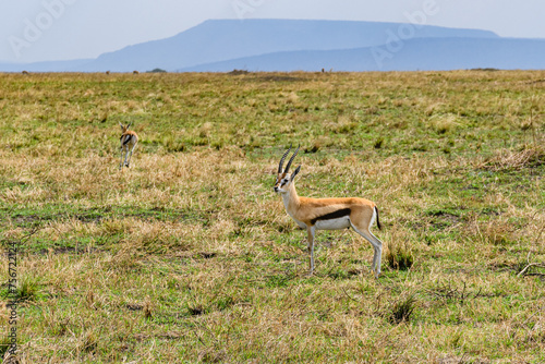 Thomson gazelle (Eudorcas thomsonii) at Serengeti national park, Tanzania
