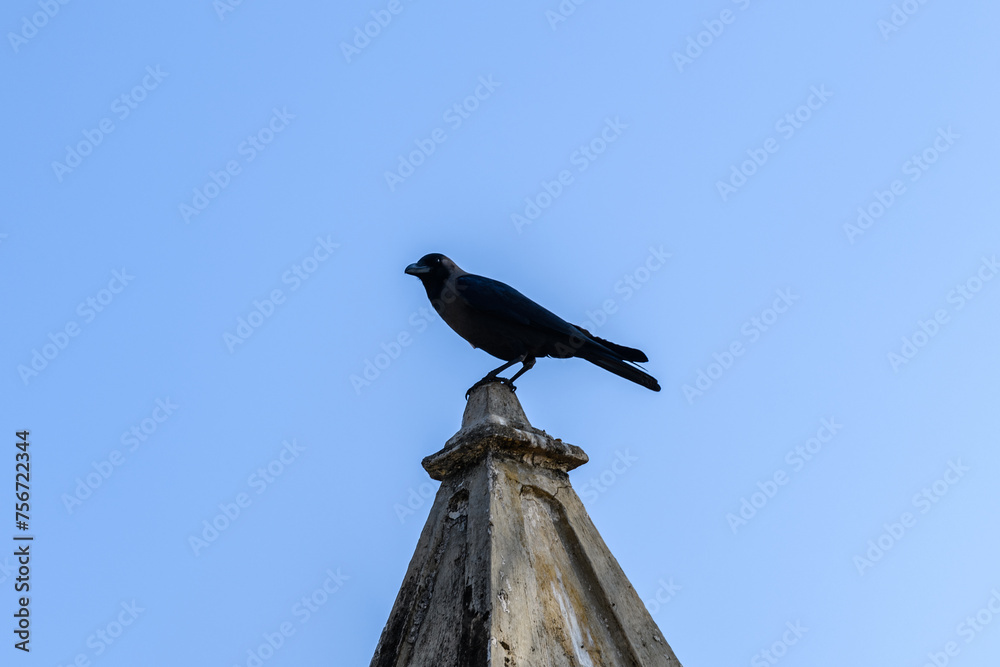 Fototapeta premium Crow sitting on top of the stone tower