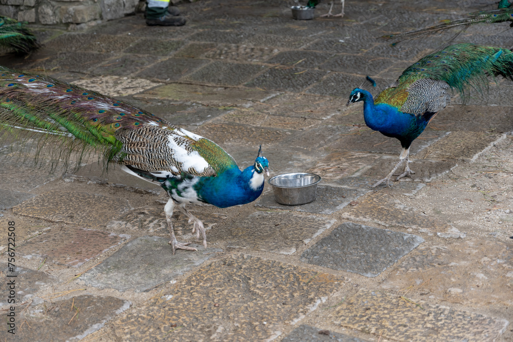 The blue peacock is a bird belonging to the Phasianidae family