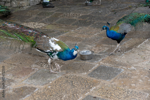 Obraz na płótnie The blue peacock is a bird belonging to the Phasianidae family w salonie