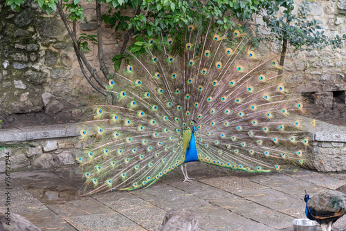 Obraz na płótnie The blue peacock is a bird belonging to the Phasianidae family w salonie