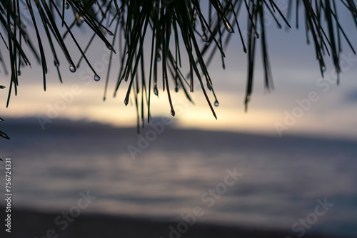 Selective focus close-up of a lone Aleppo pine branch with water droplets clinging to its needles. Sunset in idyllic town Brela  Makarska Riviera  Dalmatia  Croatia. Soft and dreamlike atmosphere.