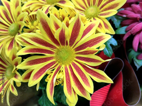 Indian chrysanthemum flowers. Chrysanthemum indicum photo