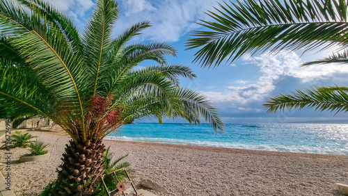 Tropical palm tree on idyllic beach Plaza Soline in coastal town Brela, pearl of Makarska Riviera in Dalmatia, Croatia. Scenic view of majestic coastline of Adriatic Mediterranean Sea in summer. Vacay