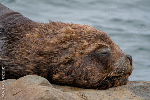 Lobo Marino tomando siesta a la orilla del mar en Coquimbo