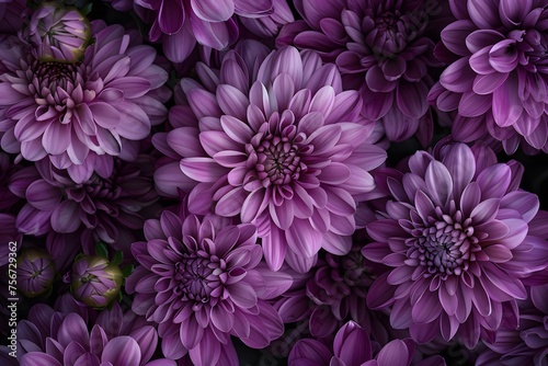chrysanthemums, their lush and intricate blooms captured in lifelike detail against a refined and timeless solid color background in 16k high resolution. © Ghouri