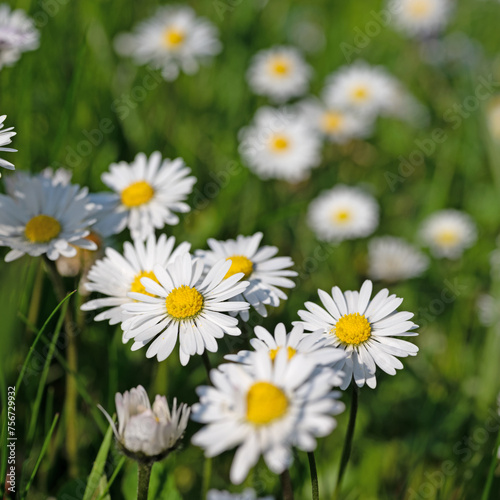 G  nsebl  mchen  Bellis perennis  in einer Nahaufnahme