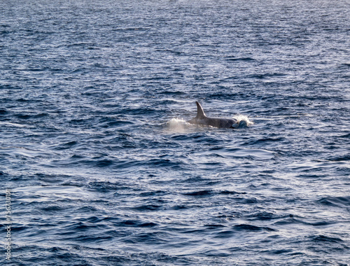 Killer Whale at sea in iceland