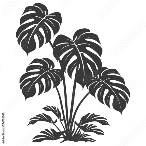 Silhouette monstera plant in the ground black color only 