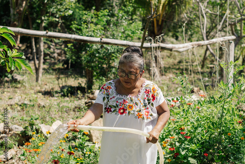 Elderly woman irrigating a field of crops on a farm, working on a sunny day.