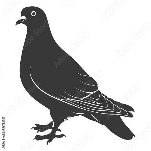 Silhouette pigeon bird animal black color only full body