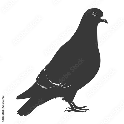 Silhouette pigeon bird animal black color only full body