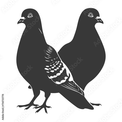 Silhouette pigeon bird animal couple pigeon black color only