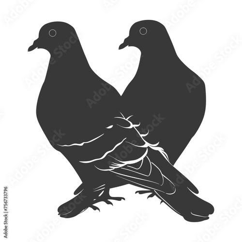 Silhouette pigeon bird animal couple pigeon black color only