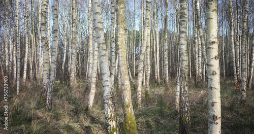 Panoramic photo of a birch grove, selective focus.