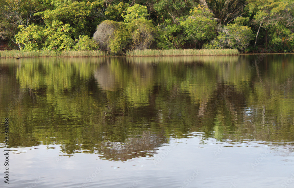 reflection of trees in the water