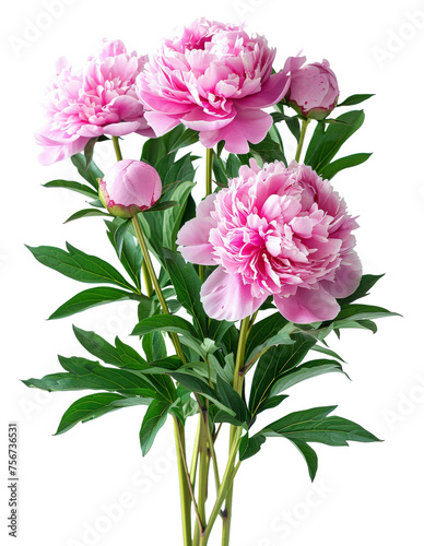 Soft pink peonies in full bloom with green leaves on transparent background - stock png.