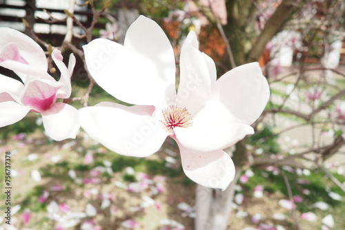 Magnolia is a large genus of flowering plant species in subfamily Magnolioideae of the family Magnoliaceae. Beautiful blooming pink white flowers and buds of magnolia. Magnolia soulangeana in garden photo