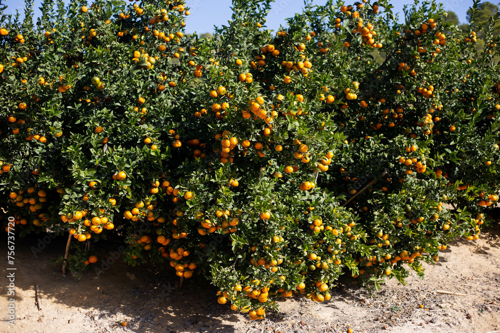 Fototapeta premium tangerine tree with fruit