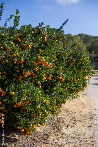 tangerine tree with fruit