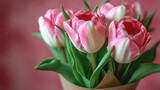 Bouquet of pink and white tulips in paper wrapping on a pink background.
