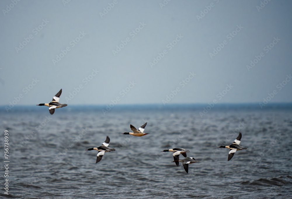 A flock of common merganser flies over the sea A flock of common merganser flies over the sea