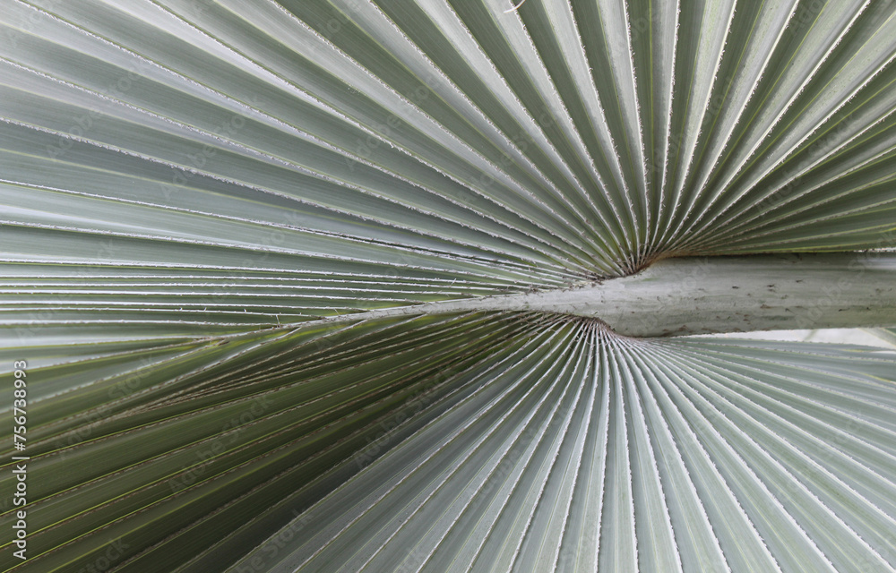 Obraz premium leaf background