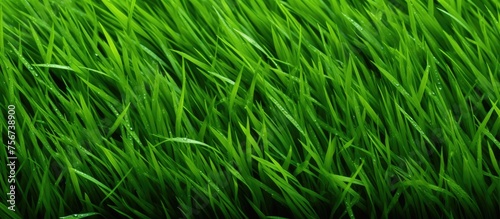 A closeup view of a field of green grass swaying in the wind, showcasing the beauty of terrestrial plants and grasslands in the landscape