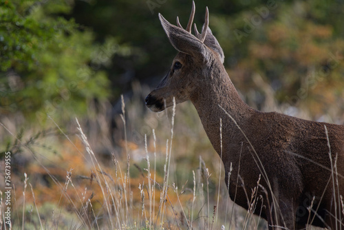 Huemul entre los bosques camino a Coyhaique photo