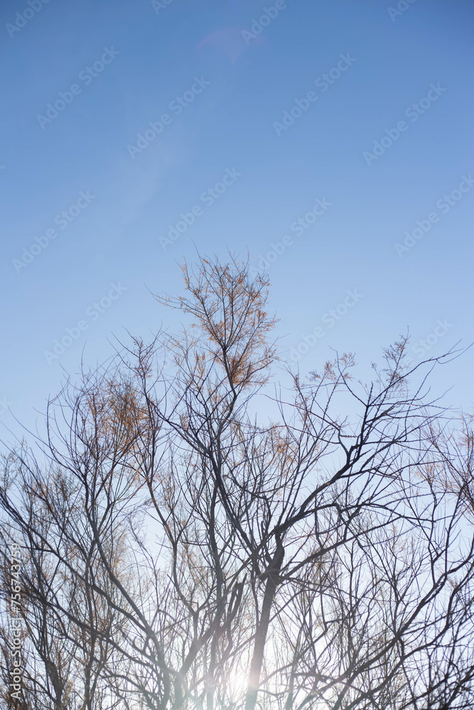 trees in winter trees in winter