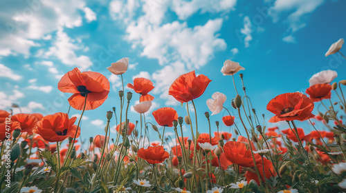 Poppies meadow under blue sky, wallpaper