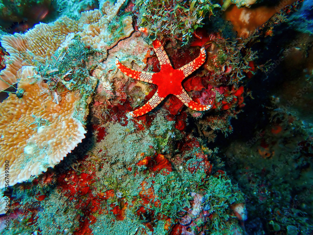 Starfish in red at a coral reef in the Asian Sea Starfish in red at a coral reef in the Asian Sea