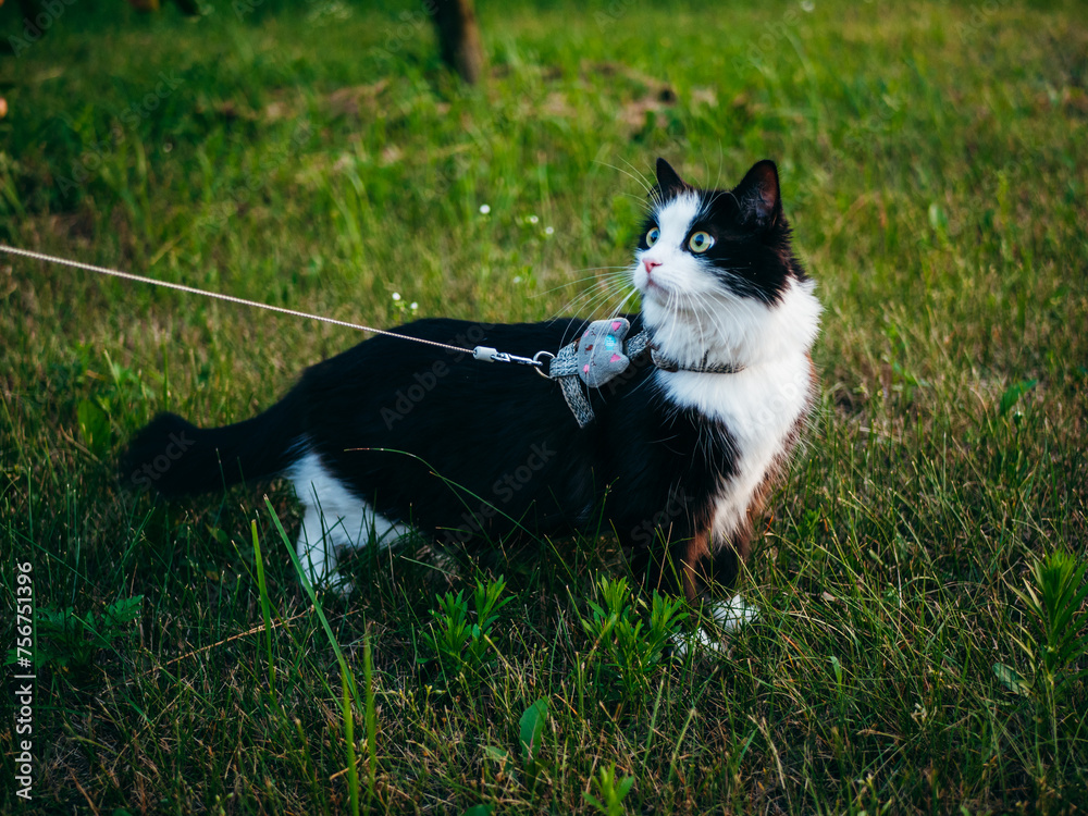 A black and white domestic cat is outdoors, wearing a harness and leash, under the supervision of its owner, explores the grassy area.