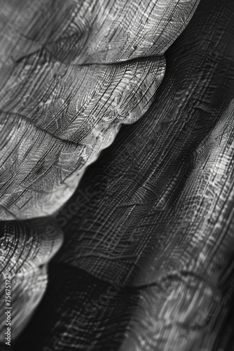 Detailed black and white photo of a bird's wing. Suitable for educational materials
