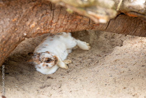 A domestic rabbit lies under a tree on the sand. Easter symbol  farm animal  pet  rabbit. Life of animals