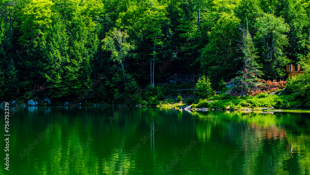 Parc Omega, Canada - July 3 2020: By the lake in Omega Park in Quebec Parc Omega, Canada - July 3 2020: By the lake in Omega Park in Quebec